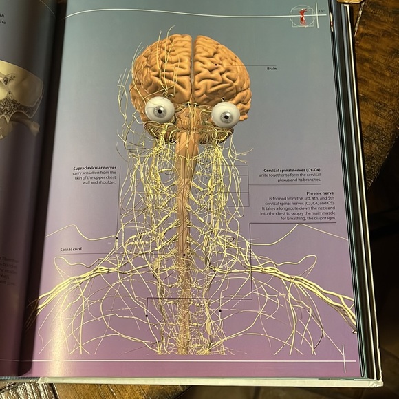 Anatomy 360 The Ultimate Visual Guide to the Human Body by Dr. Jamie Roebuck - Picture 4 of 6